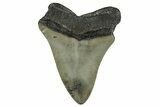 Serrated, Juvenile Megalodon Tooth - North Carolina #338516-1